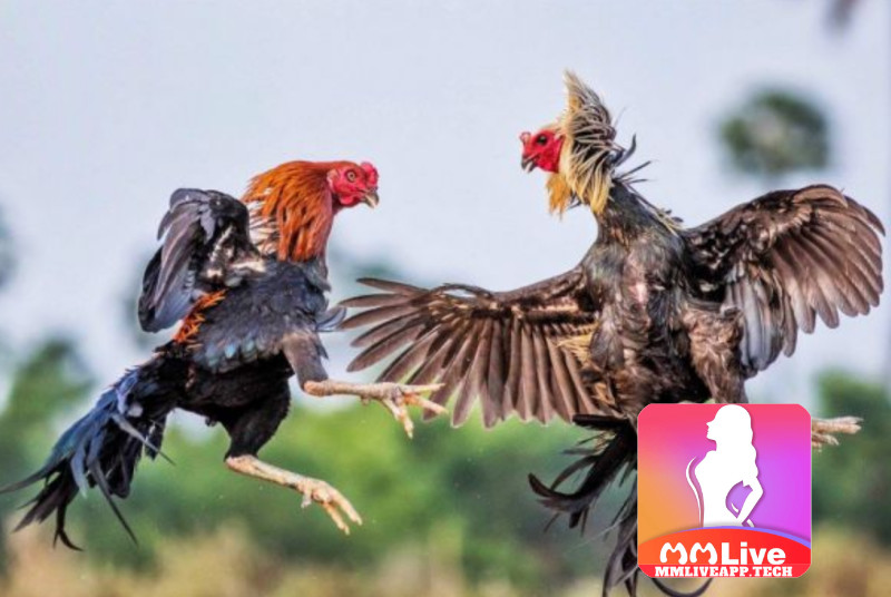 Game đá gà MMlive - trò chơi đá gà đang được săn đón nhất các nhà cái 2 Tại sao Game đá gà MMLive lại nhận được đông đảo anh em yêu thích?