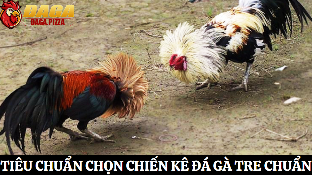 Tìm hiểu giống gà tre tham gia thi đấu chi tiết
