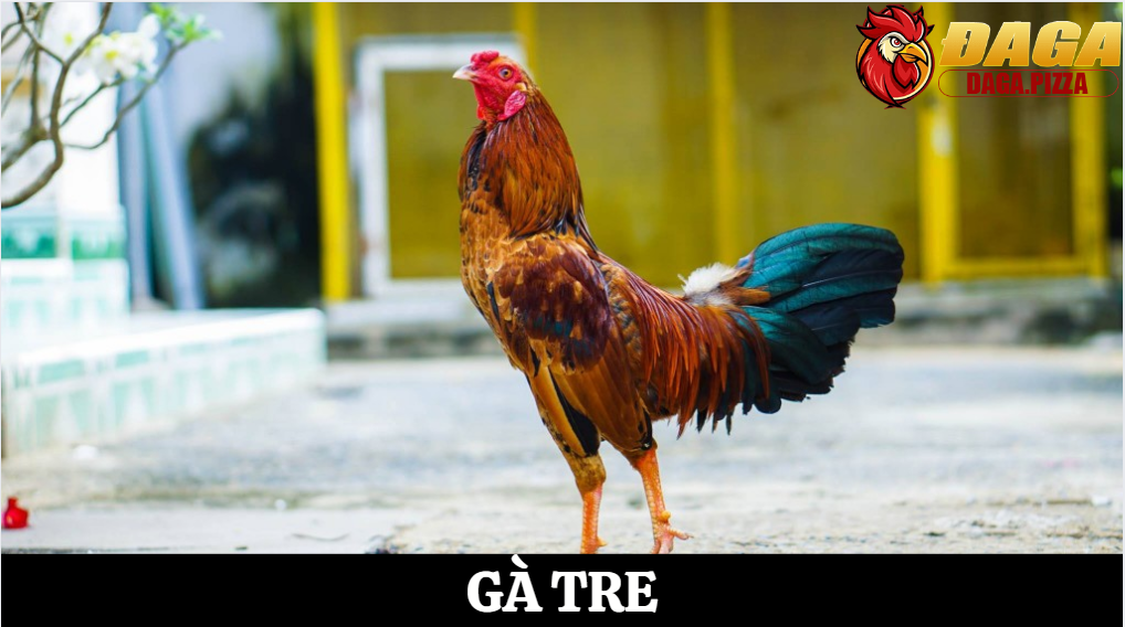 Tiêu chuẩn chọn giống đá gà tre chuẩn chiến kê đỉnh cao 2 Các giống gà tre phổ biến trong thi đấu hiện nay