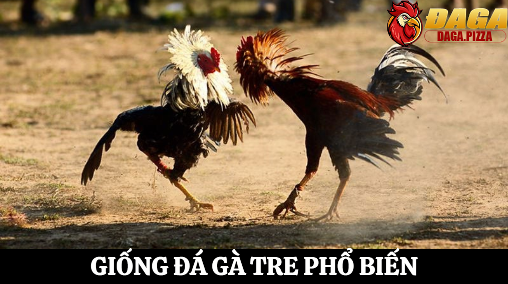 Tiêu chuẩn chọn giống đá gà tre chuẩn chiến kê đỉnh cao 3 3 Tiêu chí cần thiết giúp cược thủ chọn đúng chiến kê tham gia đá gà tre